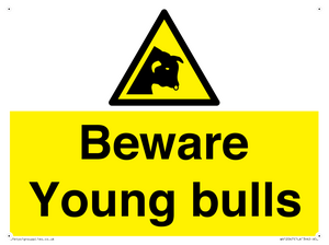 Beware Young bulls